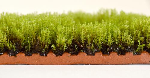 Moss Tiles close up
